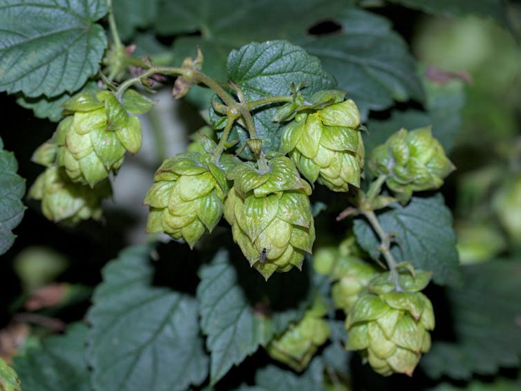 gros plan branche de houblon